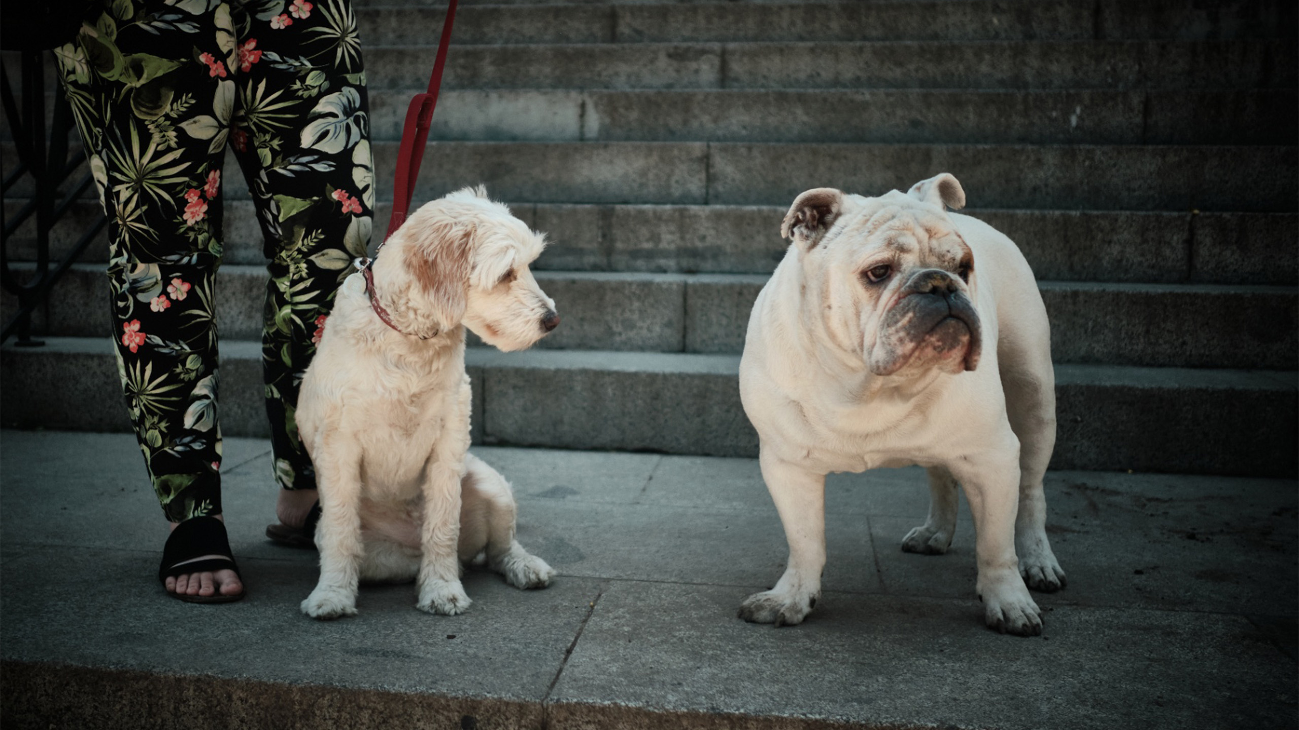 Dos perros esperando junto a su persona en la escalera