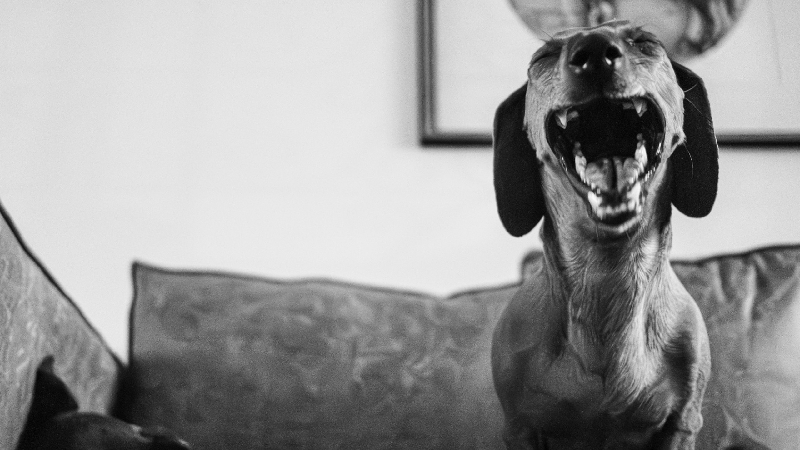 Dachshund bostezando feliz en el sofá