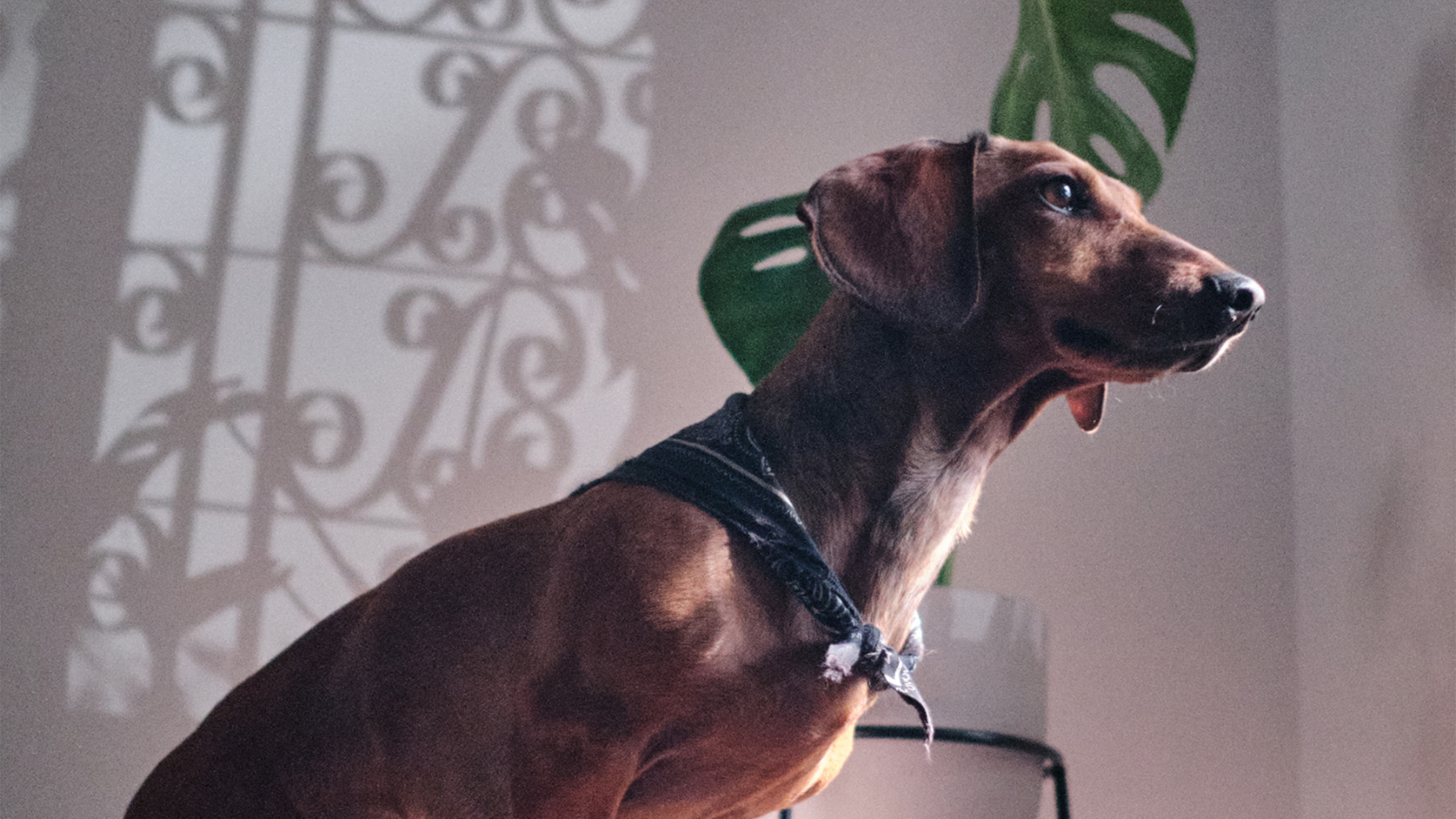 Dachshund iluminado por el sol junto a una monstera