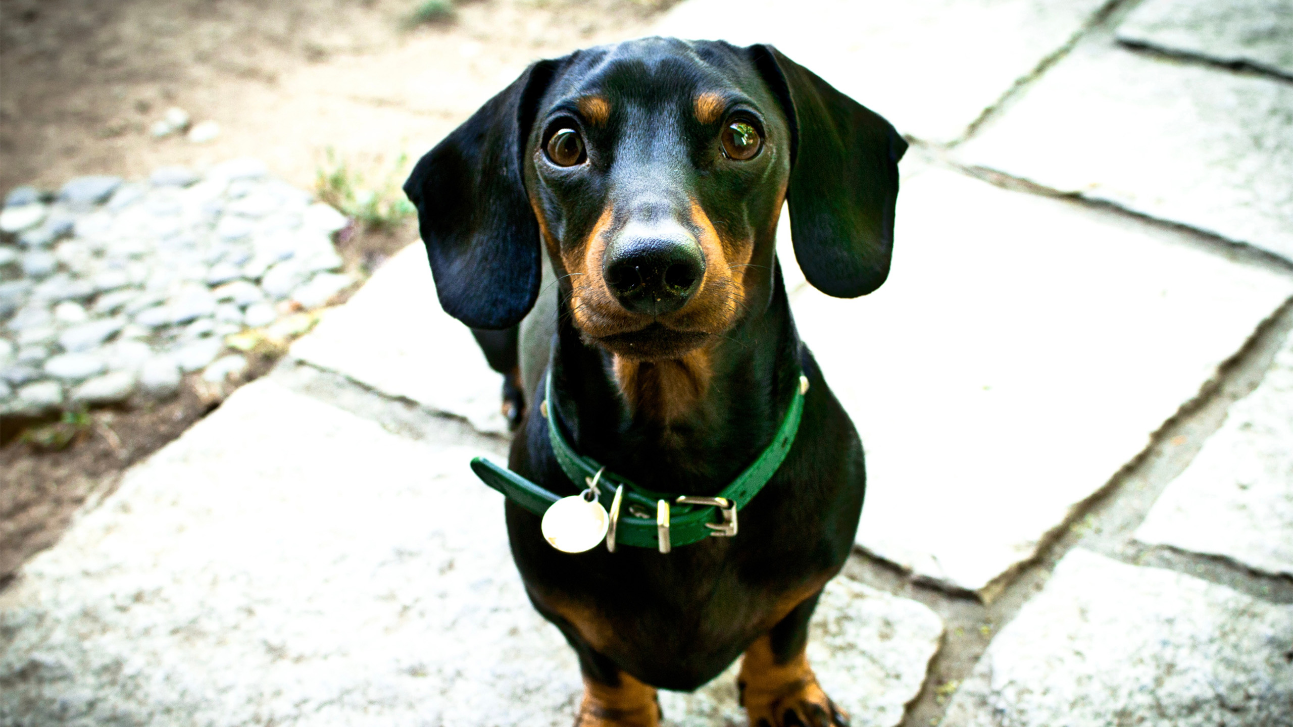 Dachshund negro y fuego con collar verde sobre piedras