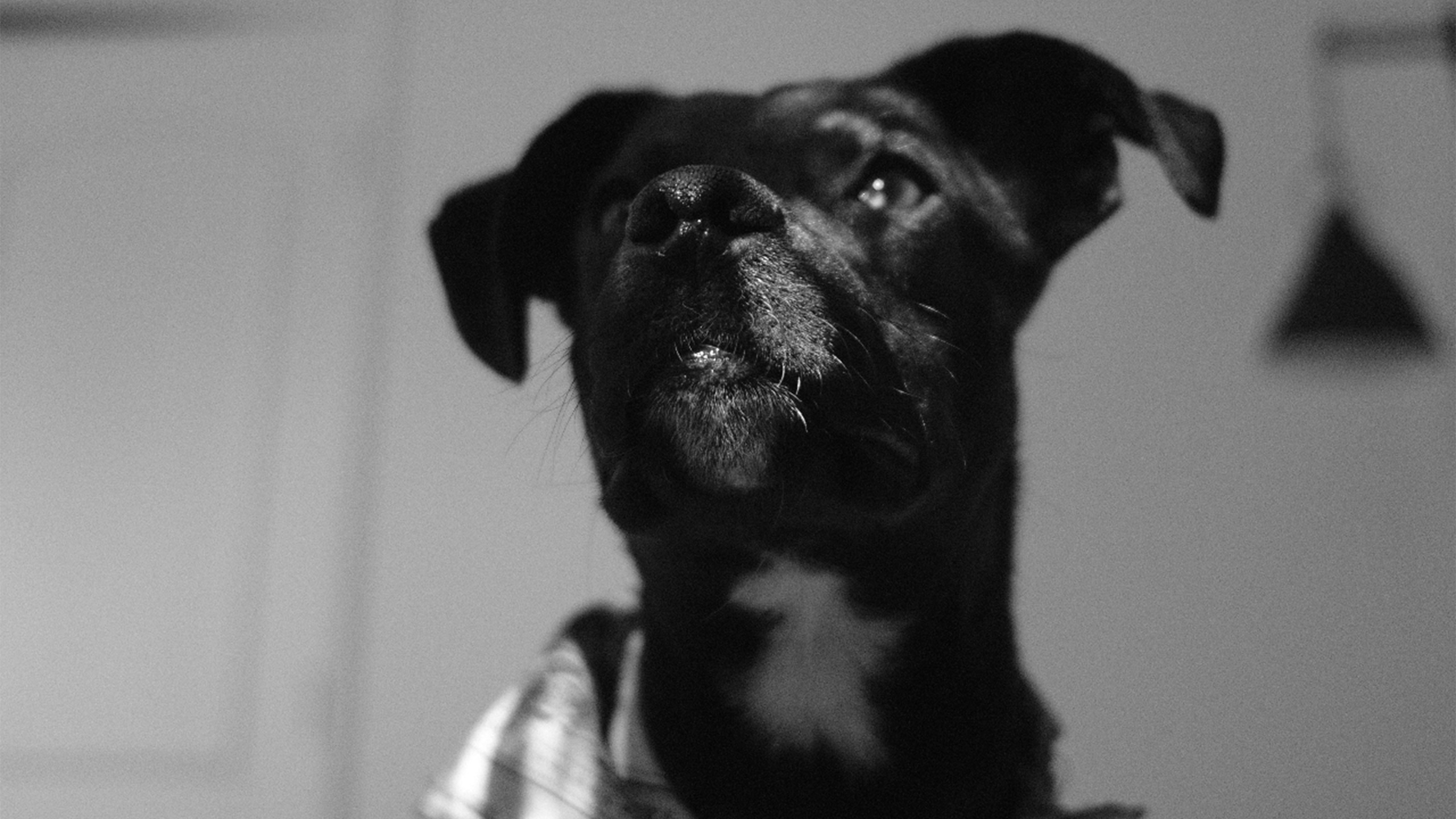 Perro negro con pañuelo mirando hacia arriba