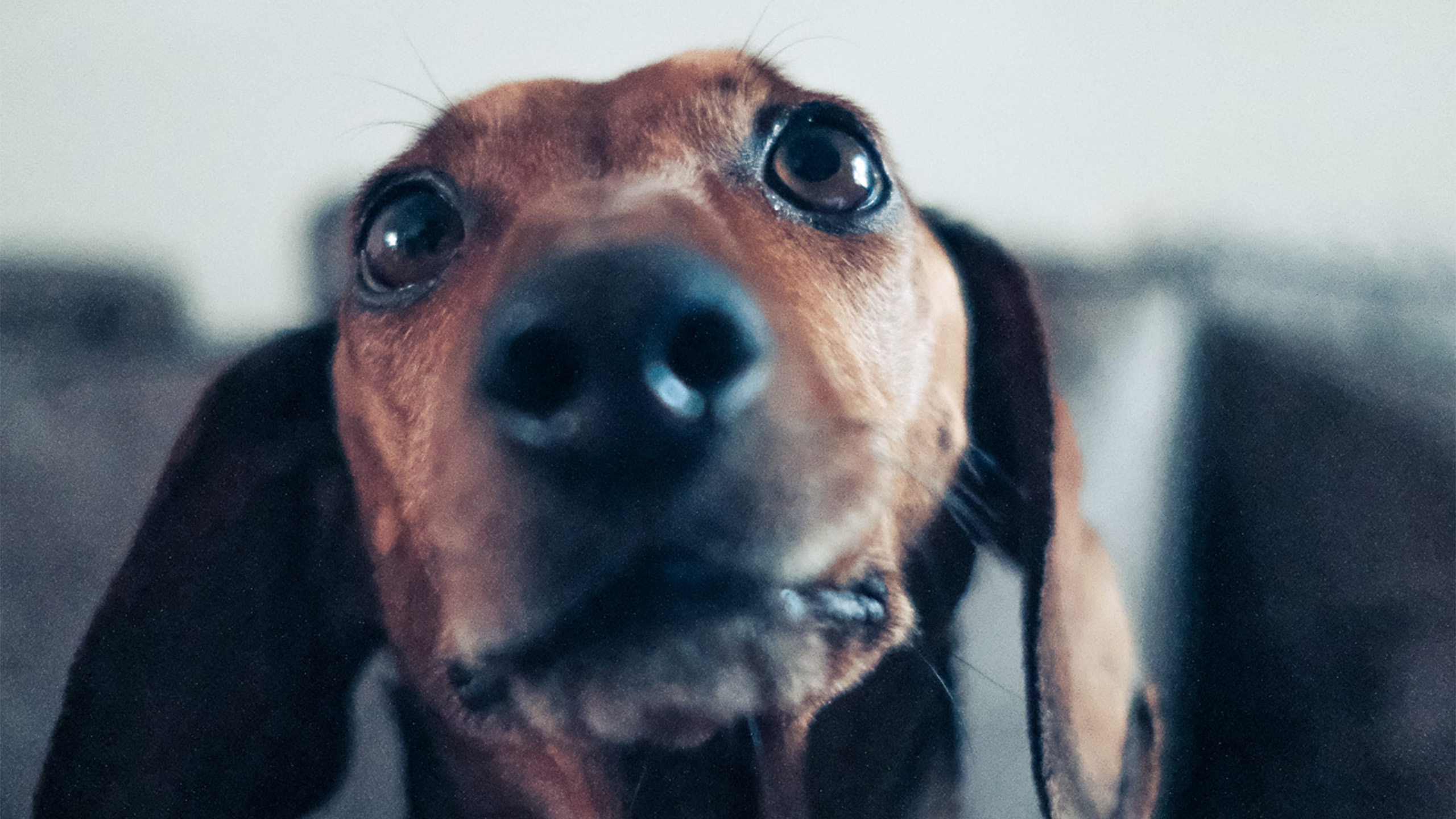 Dachshund curioso mirando de cerca a la cámara