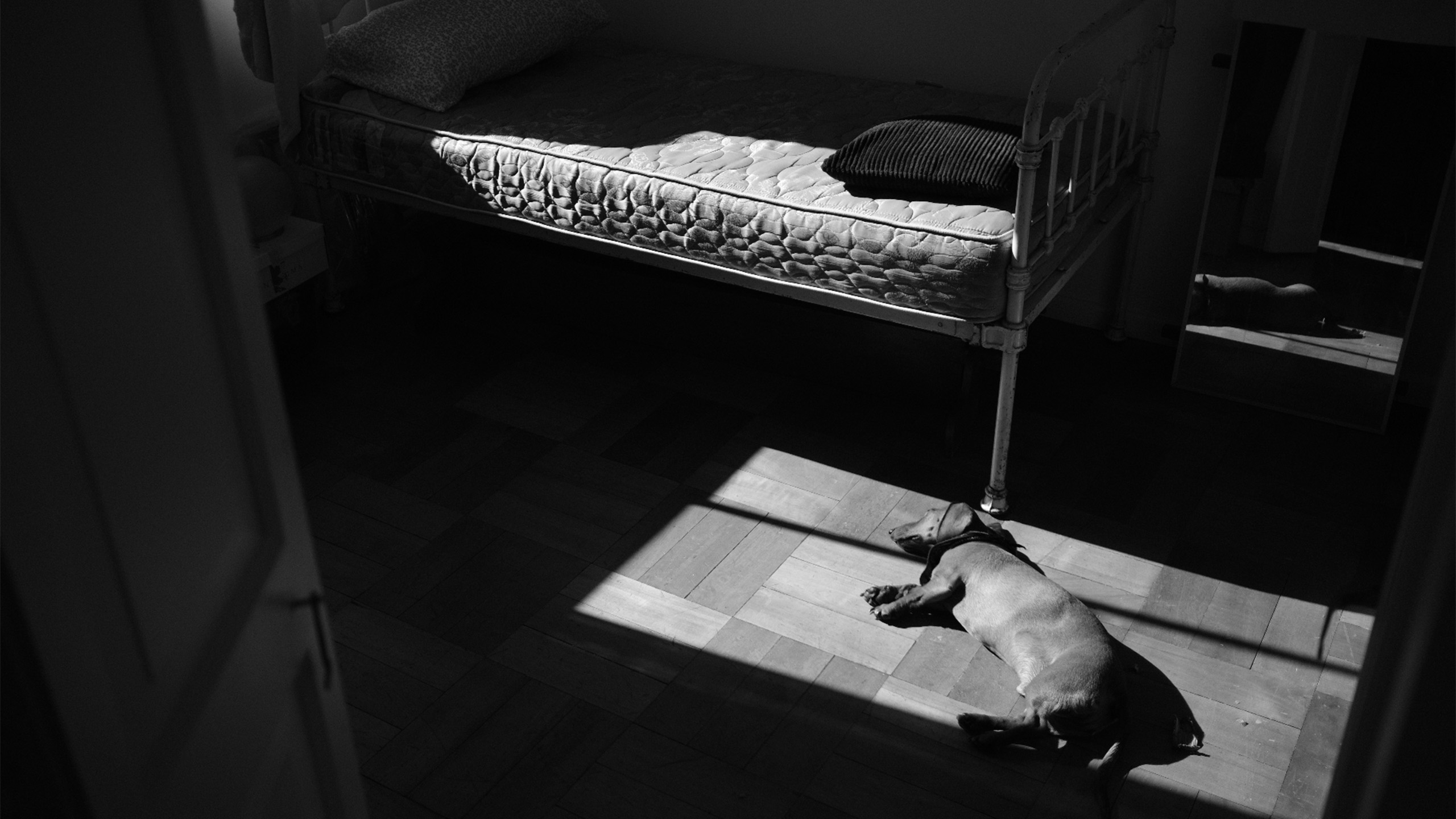 Perro descansando bajo un rayo de sol junto a la cama