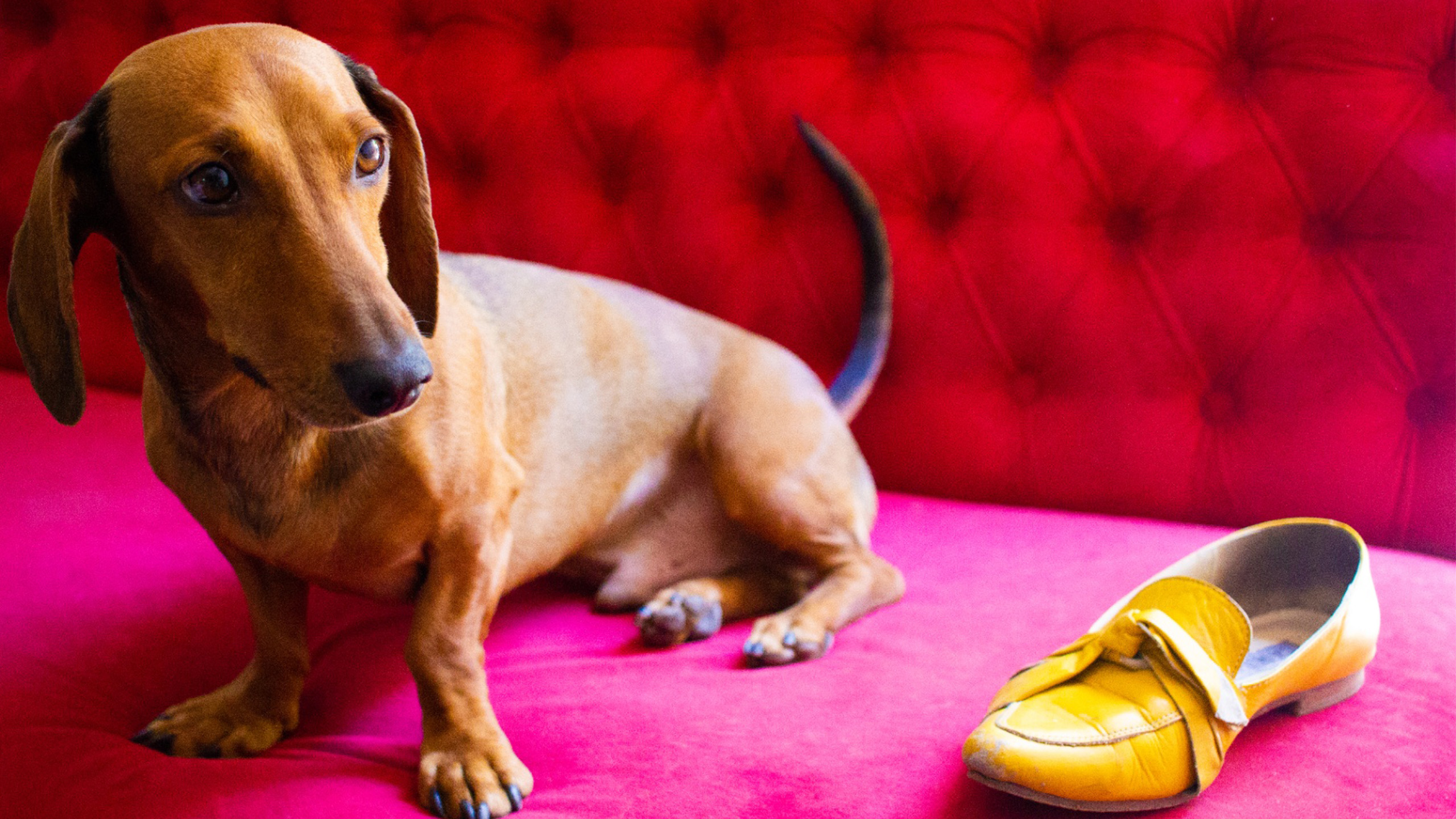 Dachshund rojizo sobre sofá rojo junto a un mocasín amarillo