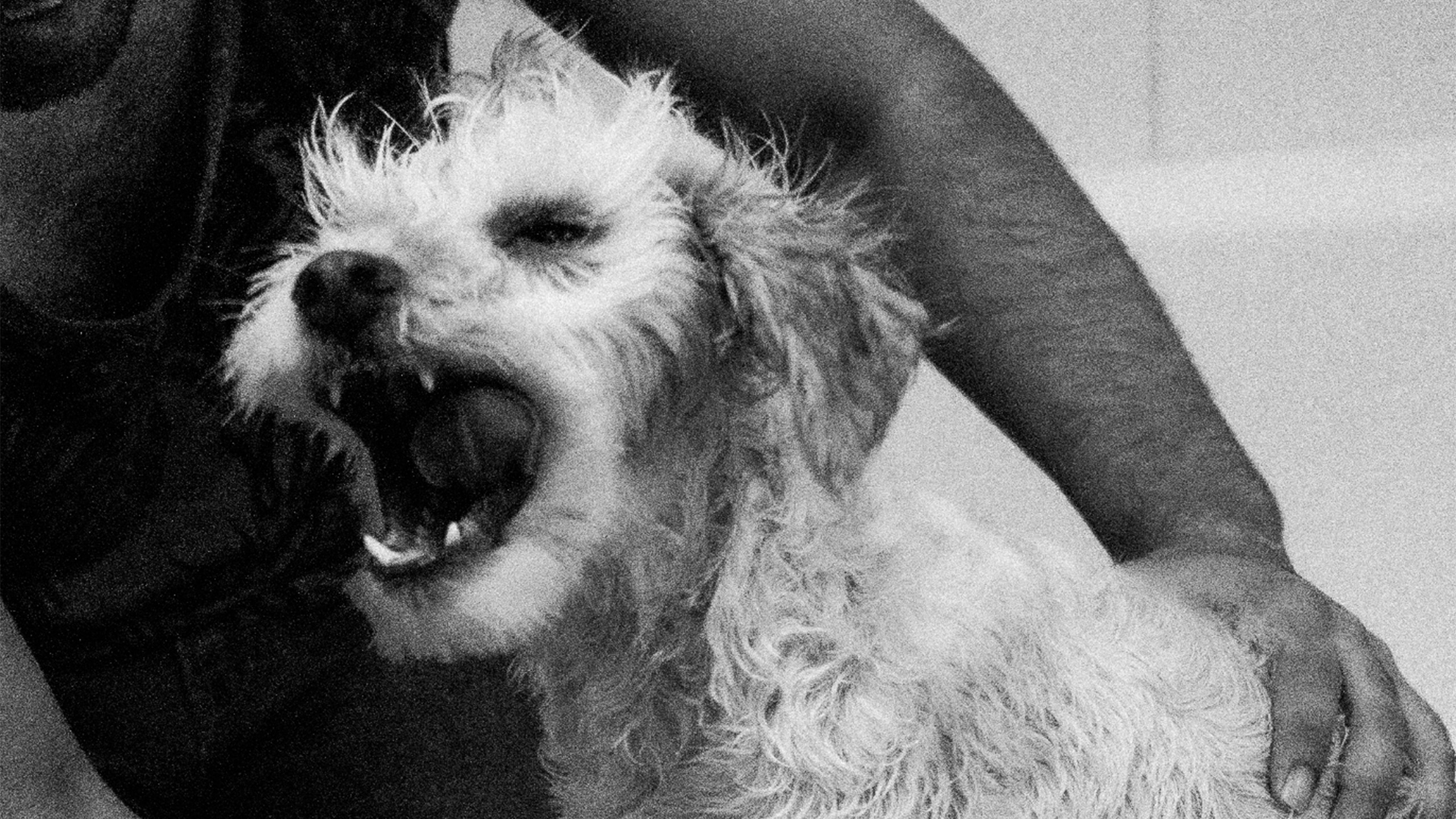 Perrito blanco bostezando en brazos de su persona